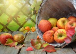 pommes-dans-un-panier-automne